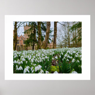 Póster Snowdrops 