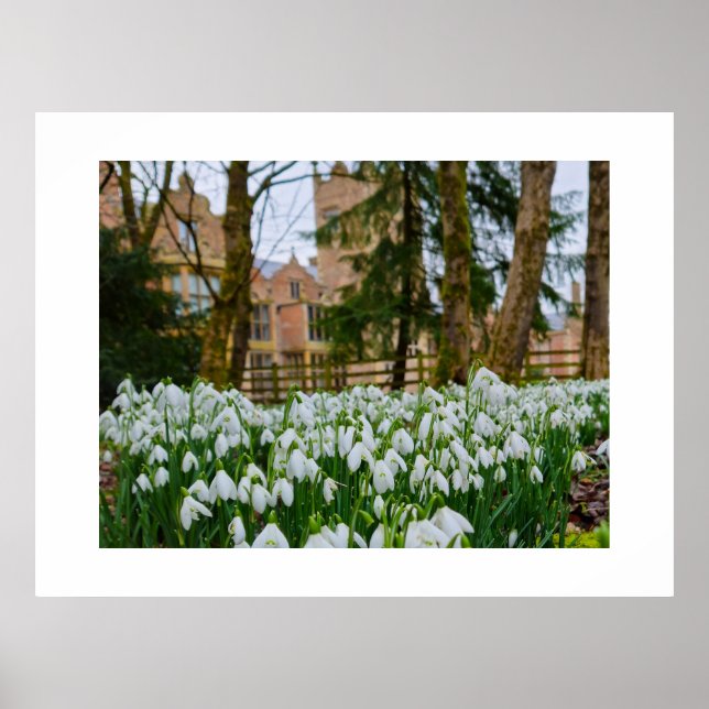 Póster Snowdrops  (Frente)