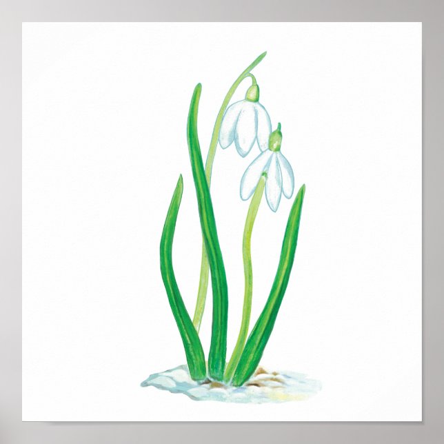 Póster Snowdrops in Snow Poster (Frente)