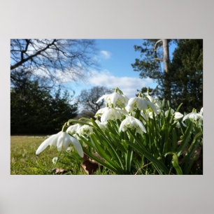 Póster Snowdrops under the apple tree