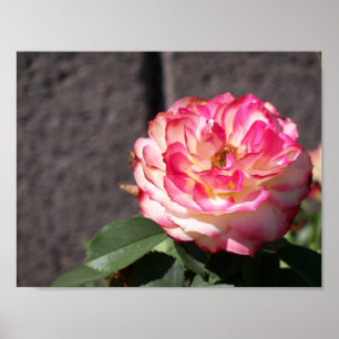 Póster Snowfire subió