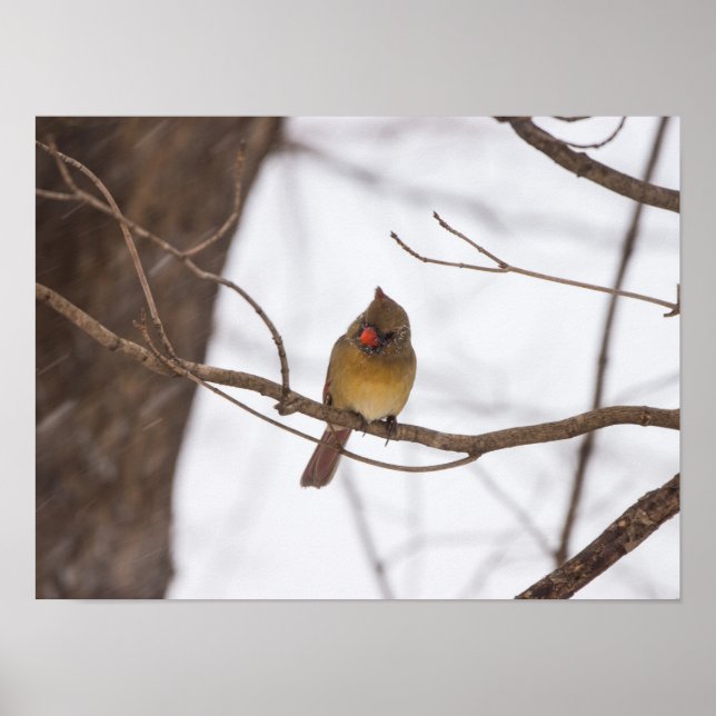 Póster Snowing De Nuevo Dice La Sra. Cardinal (Frente)