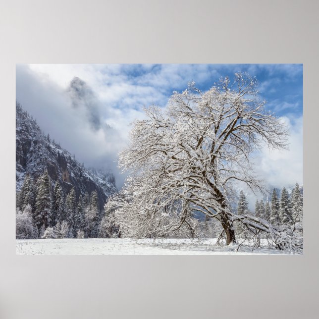 Póster Snowley Oak (Frente)