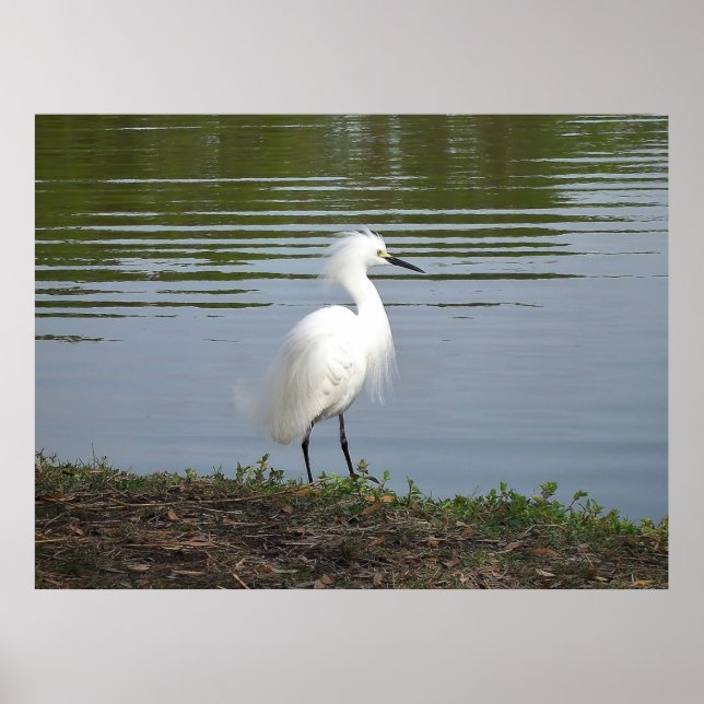 Póster Snowy Egret (Frente)