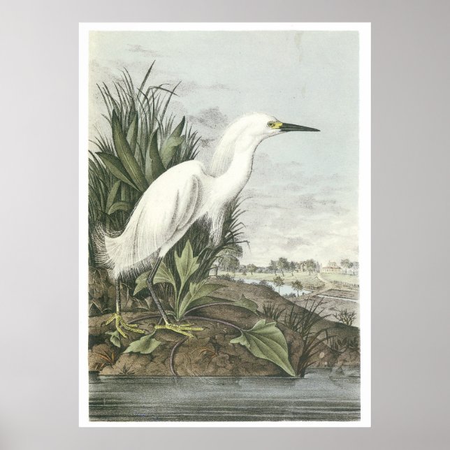 Póster Snowy Egret (Frente)