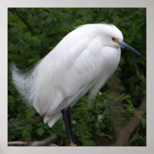 Póster Snowy Egret Bird Photo Poster