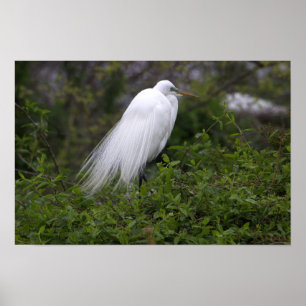Póster Snowy Egret Bird Poster