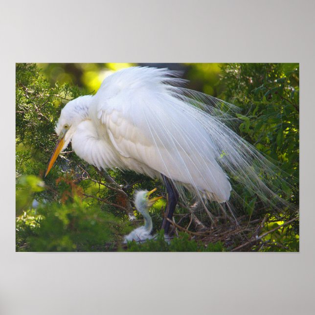Póster Snowy Egret con el Poster del bebé (Frente)