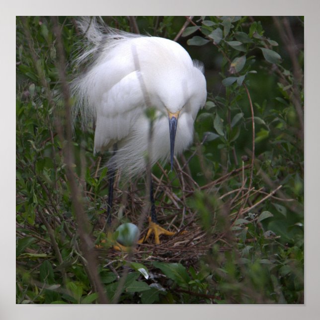 Póster Snowy Egret con Poster de huevos (Frente)