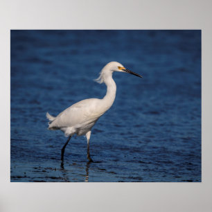 Póster Snowy Egret en North Beach