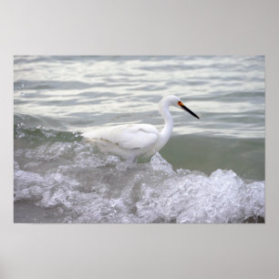 Póster Snowy Egret in the Surf