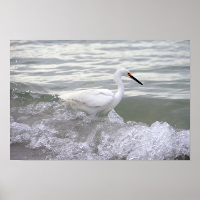 Póster Snowy Egret in the Surf (Frente)