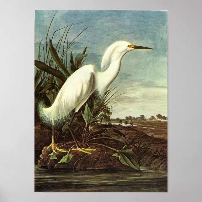 Póster Snowy Egret, John James Audubon (Frente)