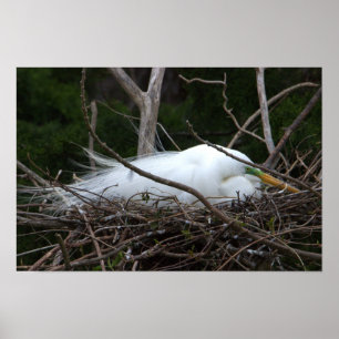 Póster Snowy Egret Nesting Poster