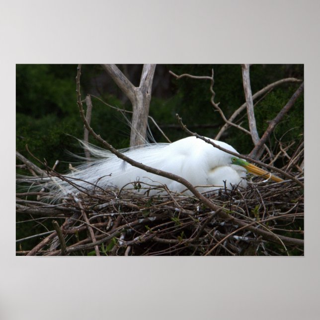 Póster Snowy Egret Nesting Poster (Frente)