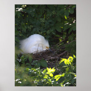 Póster Snowy Egret Photo Poster