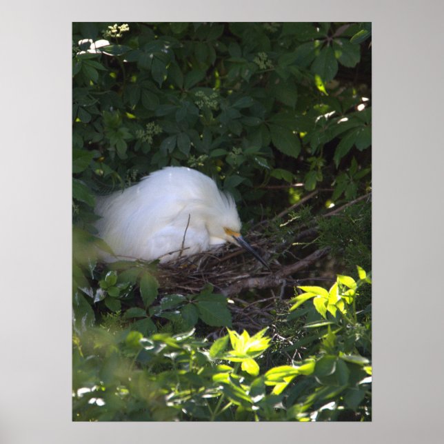Póster Snowy Egret Photo Poster (Frente)