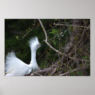 Póster Snowy Egret Photo Poster