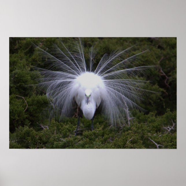 Póster Snowy Egret Photo Poster (Frente)