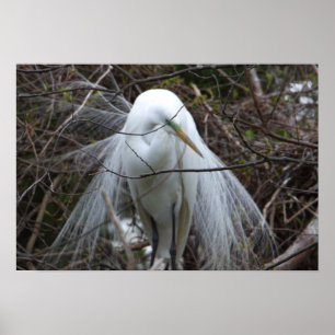 Póster Snowy Egret Poster