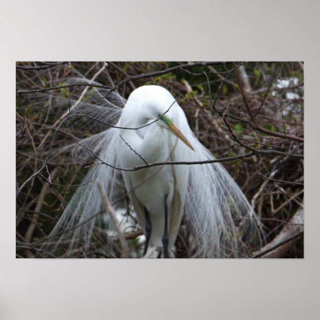 Póster Snowy Egret Poster (Frente)