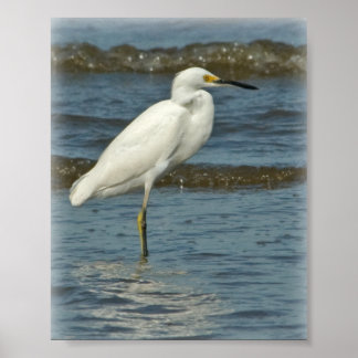 Póster Snowy Egret Poster