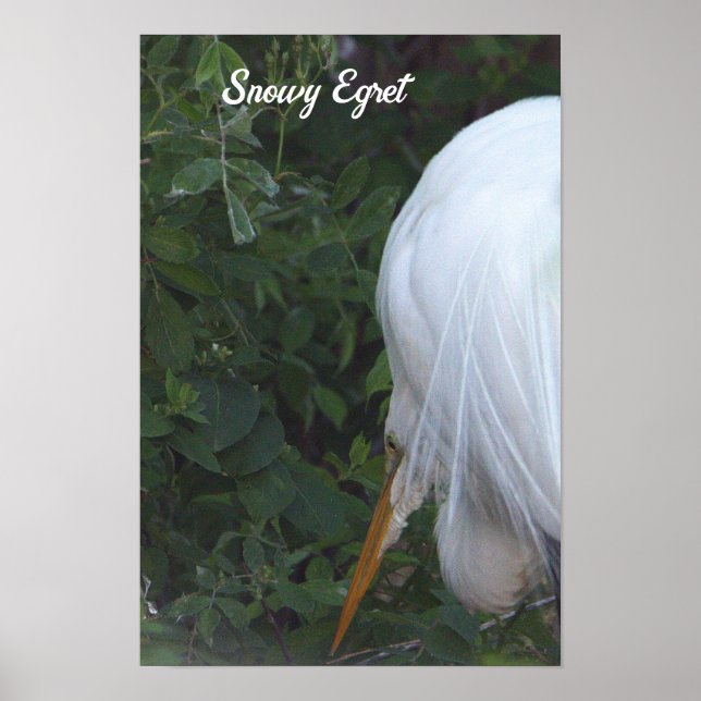 Póster Snowy Egret Poster (Frente)