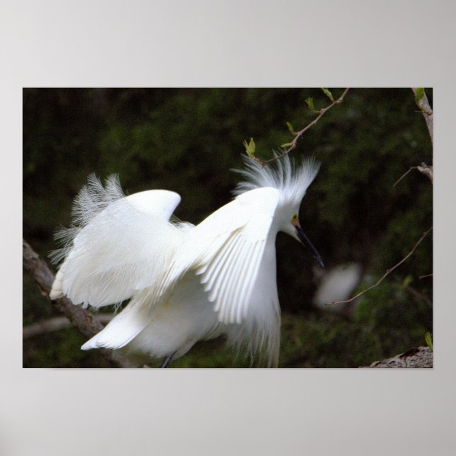Póster Snowy Egret Poster (Frente)