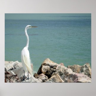 Póster Snowy Egret Poster