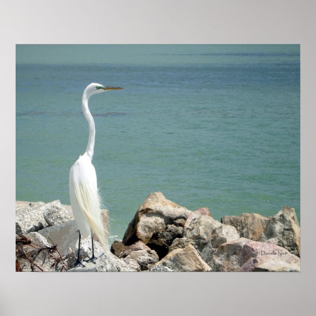 Póster Snowy Egret Poster (Frente)