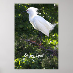 Póster Snowy Egret Poster