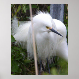 Póster Snowy Egret Poster