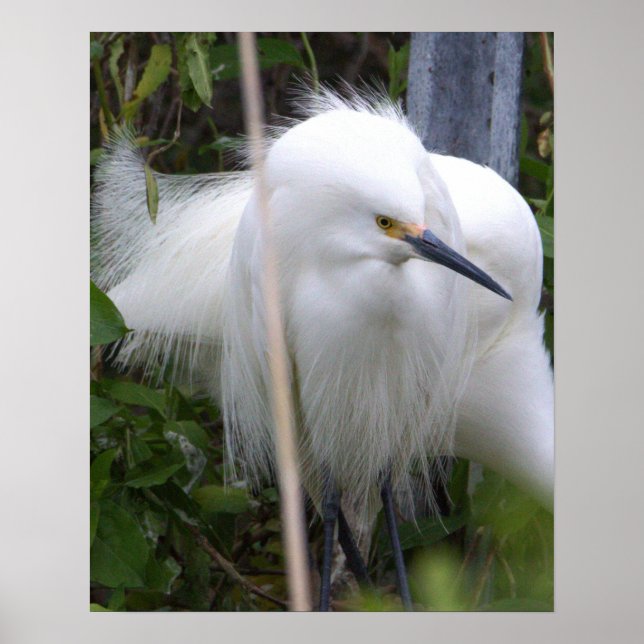 Póster Snowy Egret Poster (Frente)