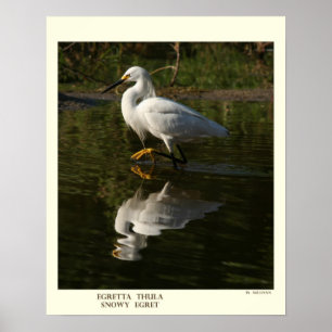 Póster Snowy Egret Print