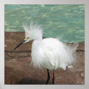 Póster Snowy Egrets Poster