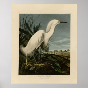 Póster Snowy Heron (Egret) - Aves de América de Audubon