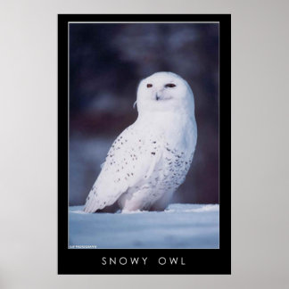 Póster Snowy Owl