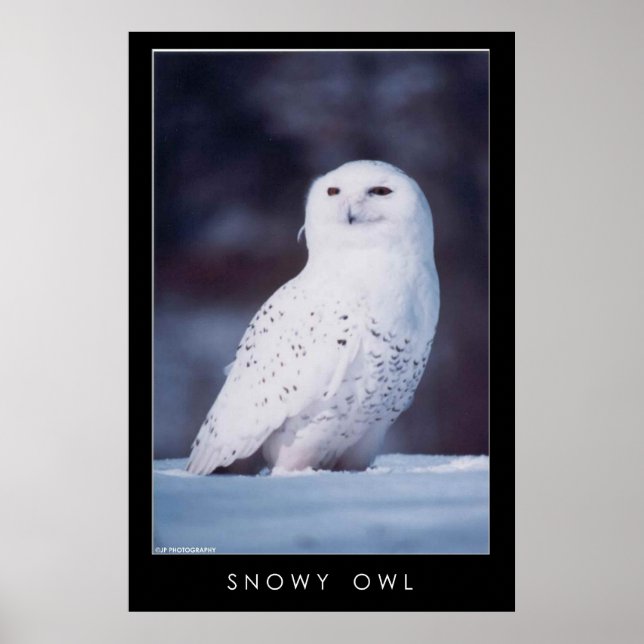 Póster Snowy Owl (Frente)