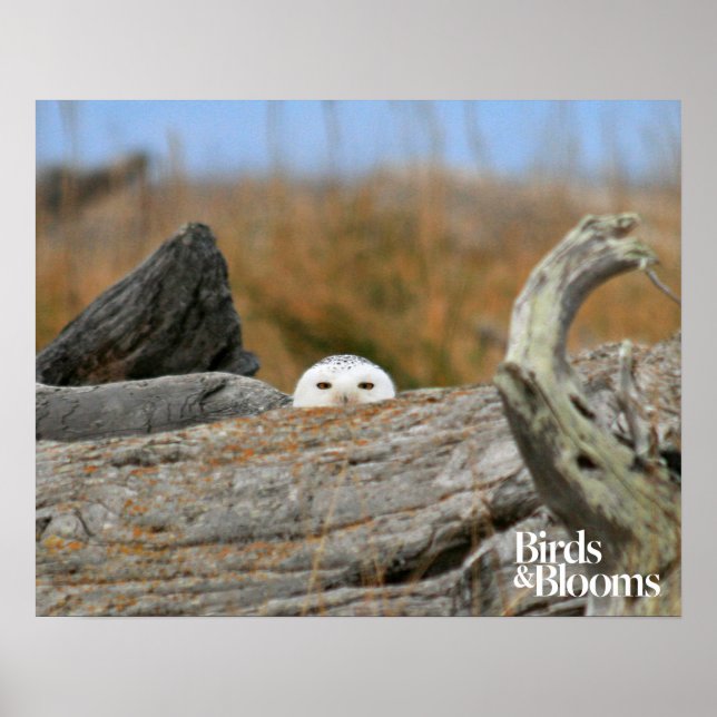 Póster Snowy Owl (Frente)