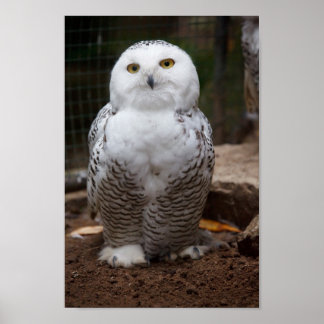 Póster Snowy Owl