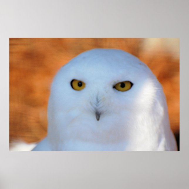 Póster Snowy Owl (Frente)