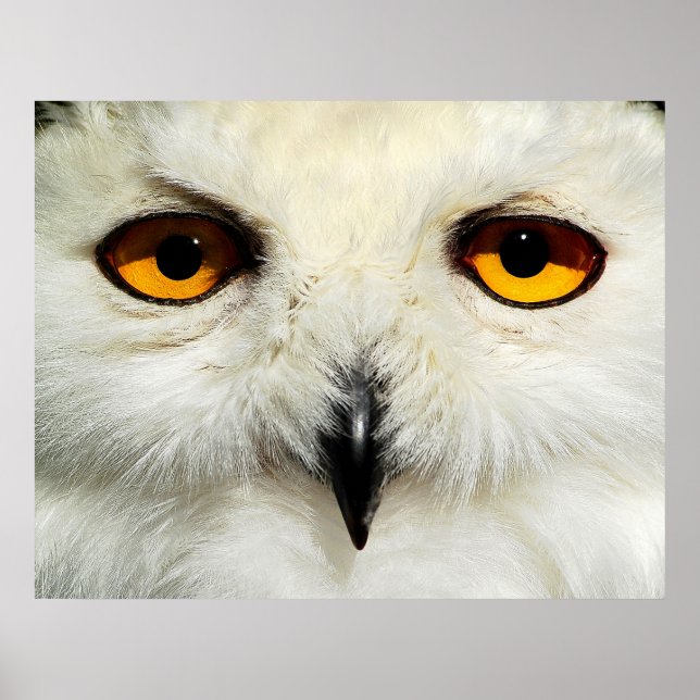 Póster Snowy Owl (Frente)
