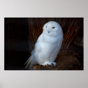 Póster Snowy Owl