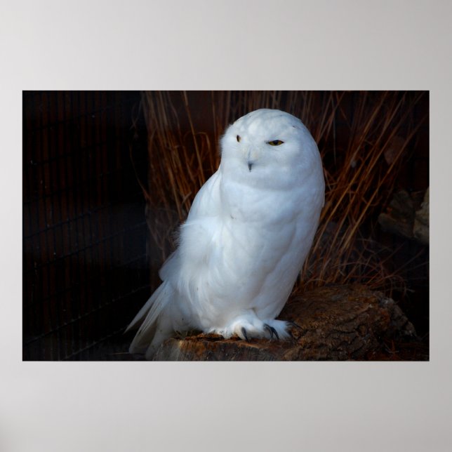Póster Snowy Owl (Frente)