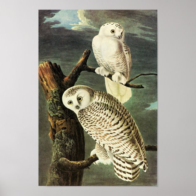 Póster Snowy Owl Audubon Birds of America Fine Art (Frente)