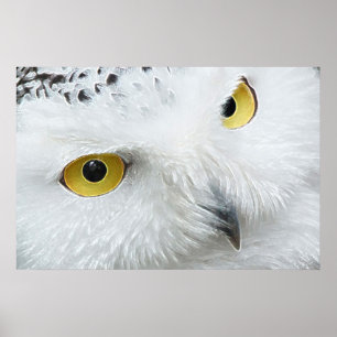PÓSTER SNOWY OWL EYES