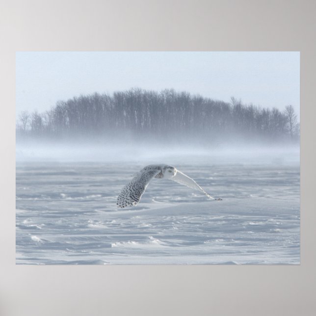 Póster Snowy Owl Flying In Winter (Frente)