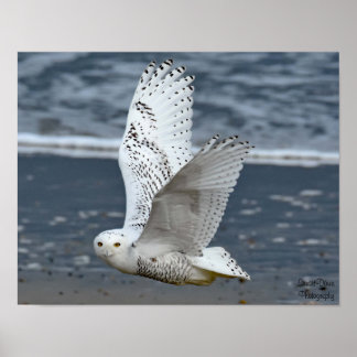 Póster Snowy Owl on Beach