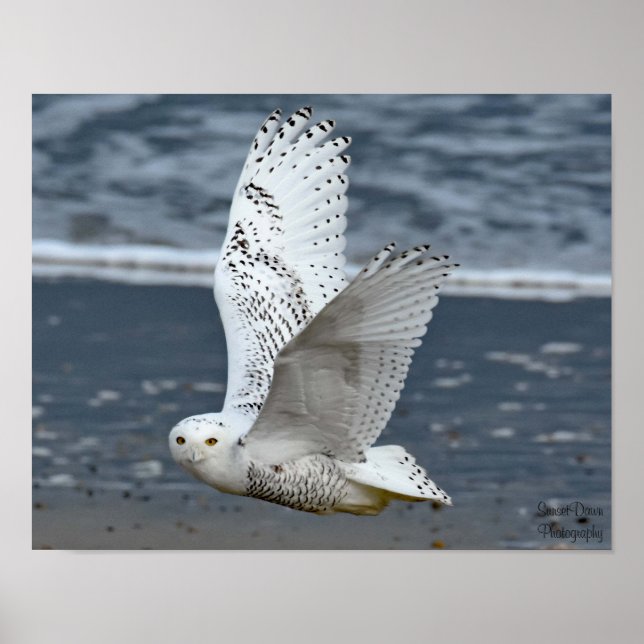 Póster Snowy Owl on Beach  (Frente)