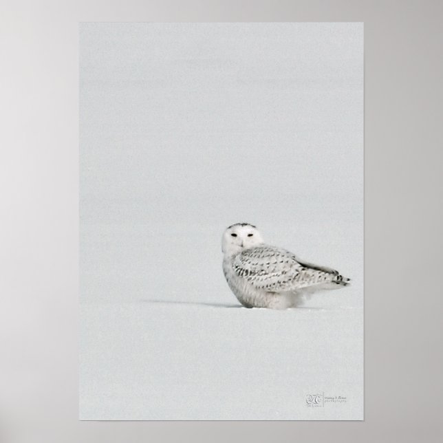 Póster Snowy Owl Poster (Frente)